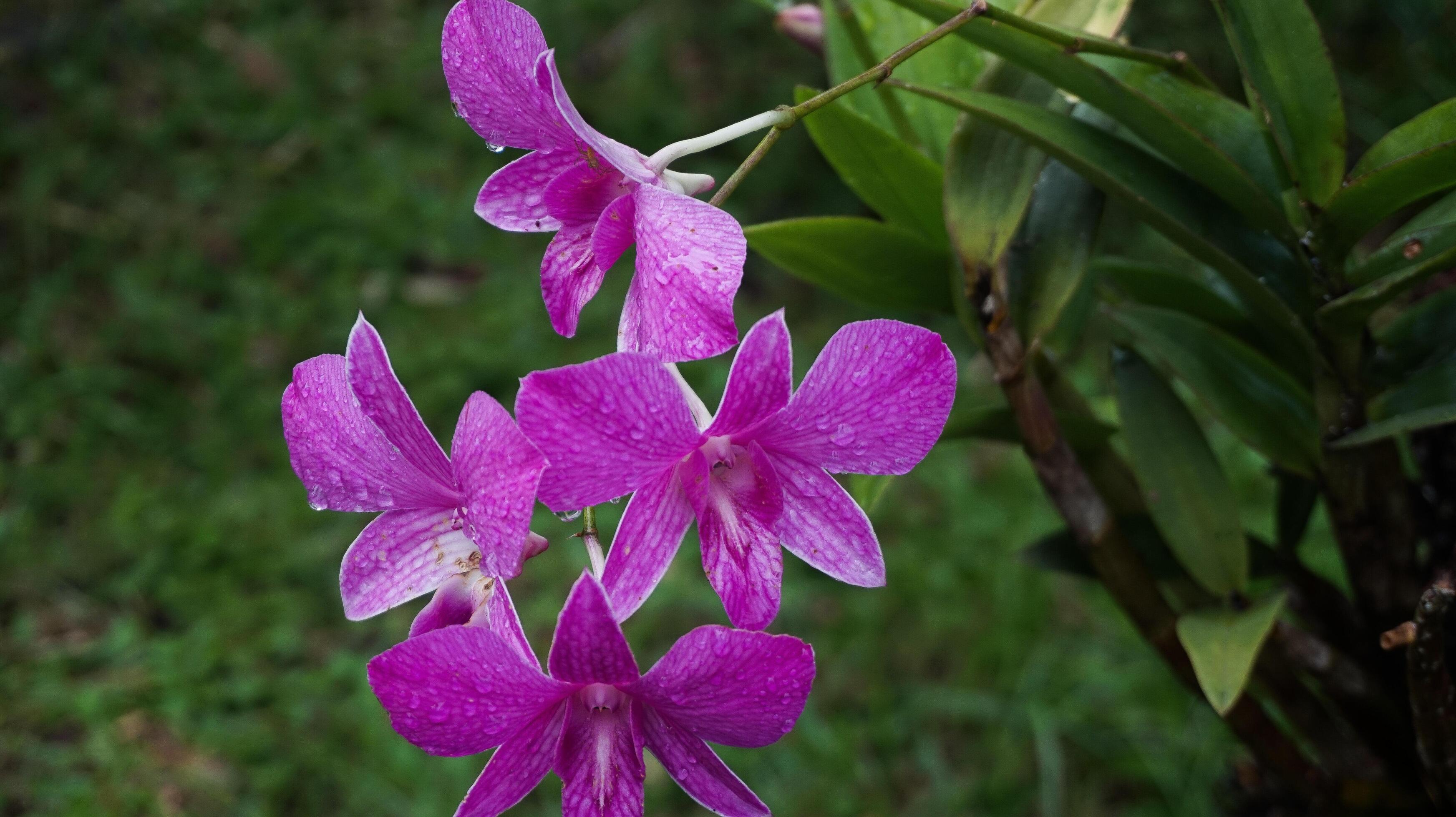 Orchid flowers, nature background, atmosphere after rain Stock Free