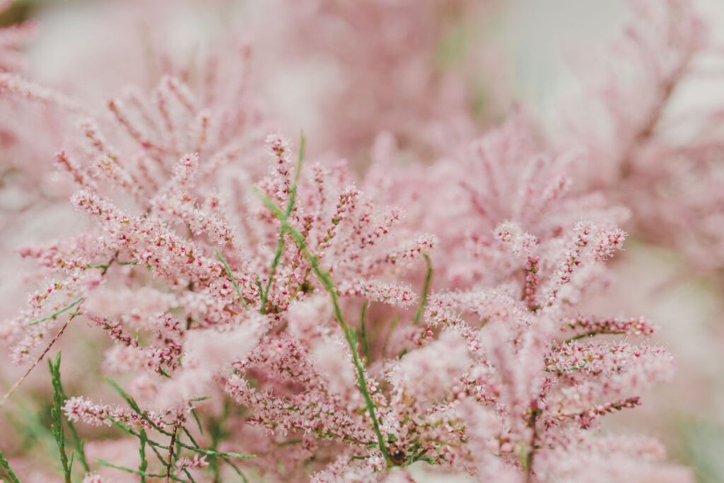 Tree bloom in early Spring Stock Free