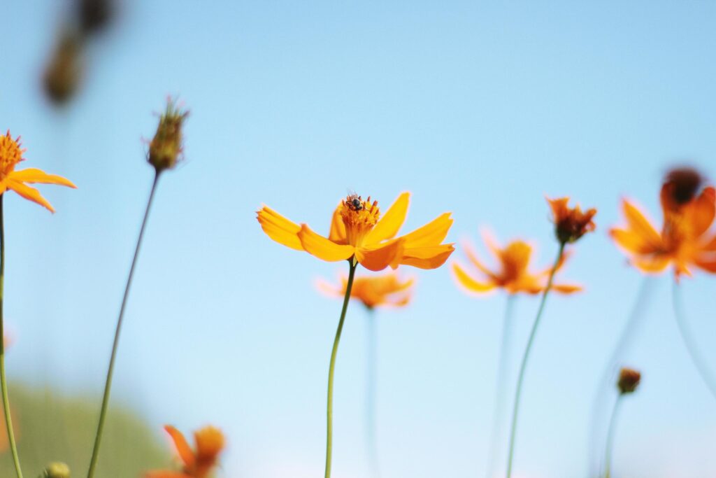 Beautiful yellow cosmos flowers, Yellow flower of Mexican Diasy with bee in sunlight and blu sky at garden Stock Free