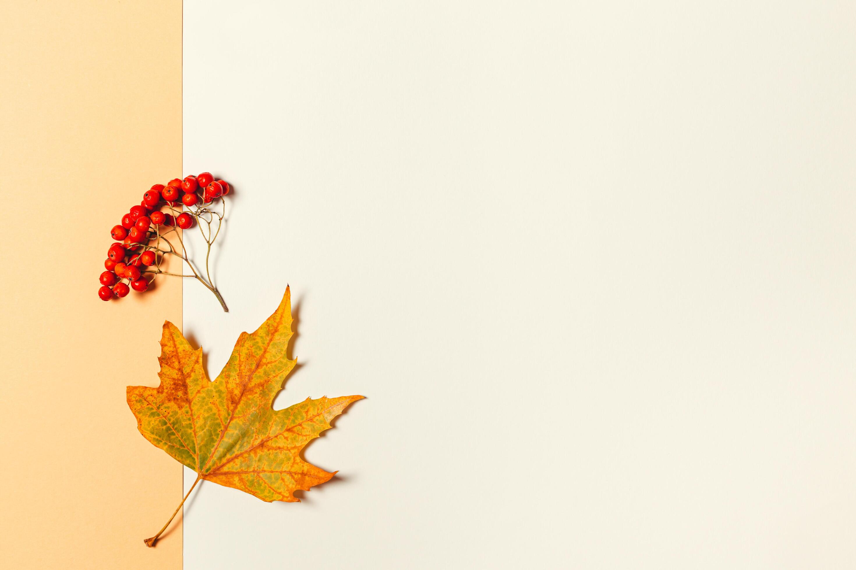 Autumn background with yellow maple leaf and rowan berries. Yellow pastel background. Stock Free