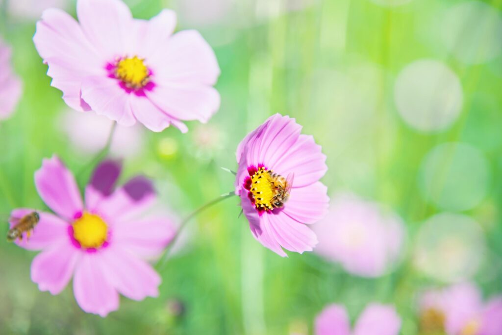 Beautiful spring purple cosmos flowers in green garden background – lovely nature in spring season concept Stock Free