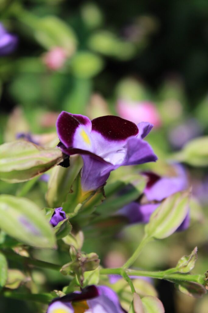 Purple Violet Flower Stock Free