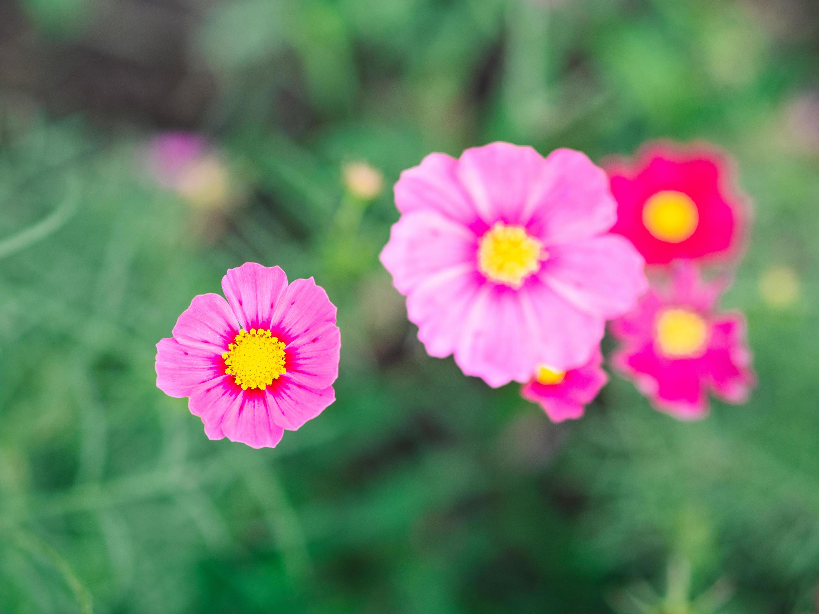 Top view pink cosmos flowers bloom in the garden Stock Free