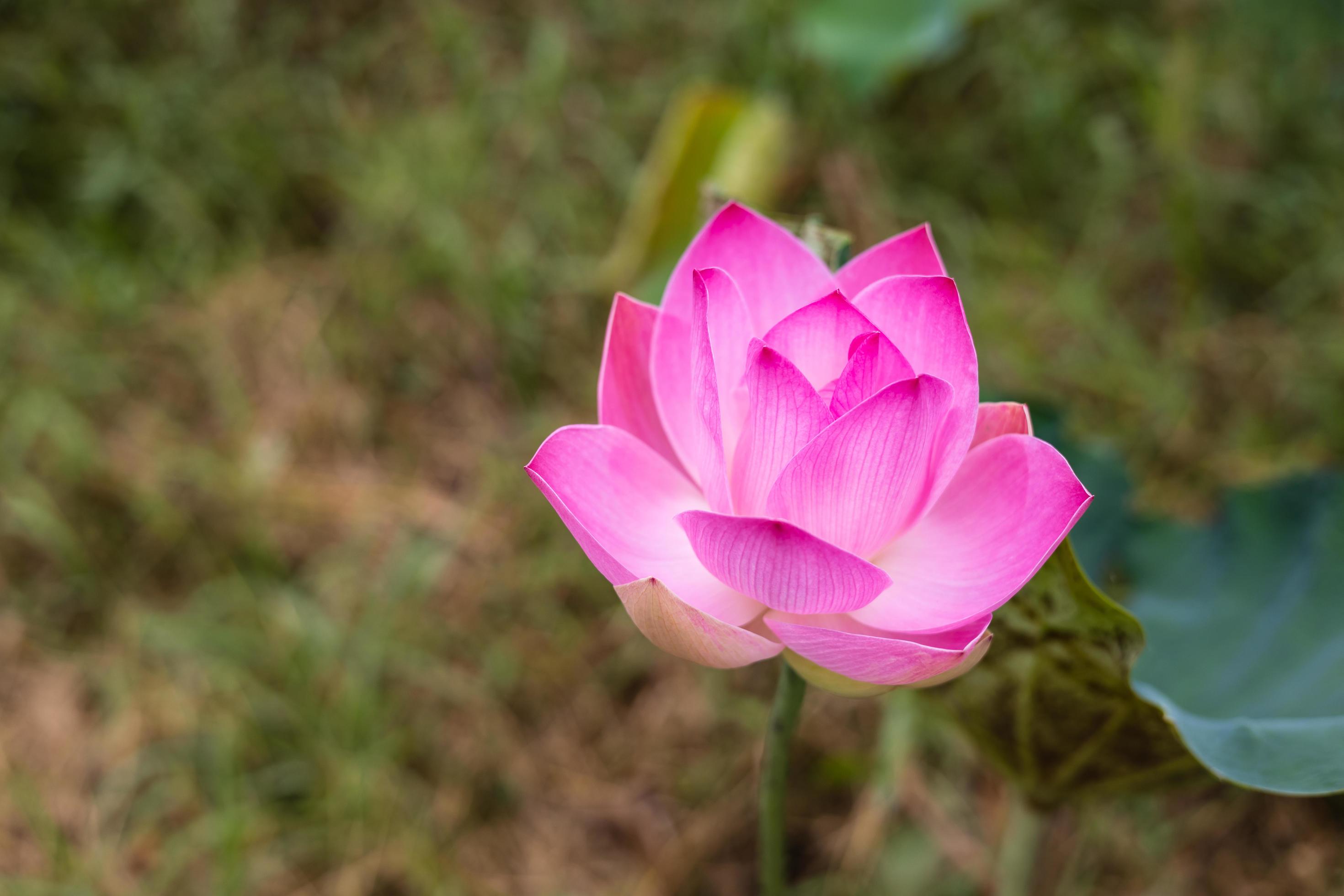 A close-up view of large pink lotus flowers blooming beautifully with blurred green leaves. Stock Free