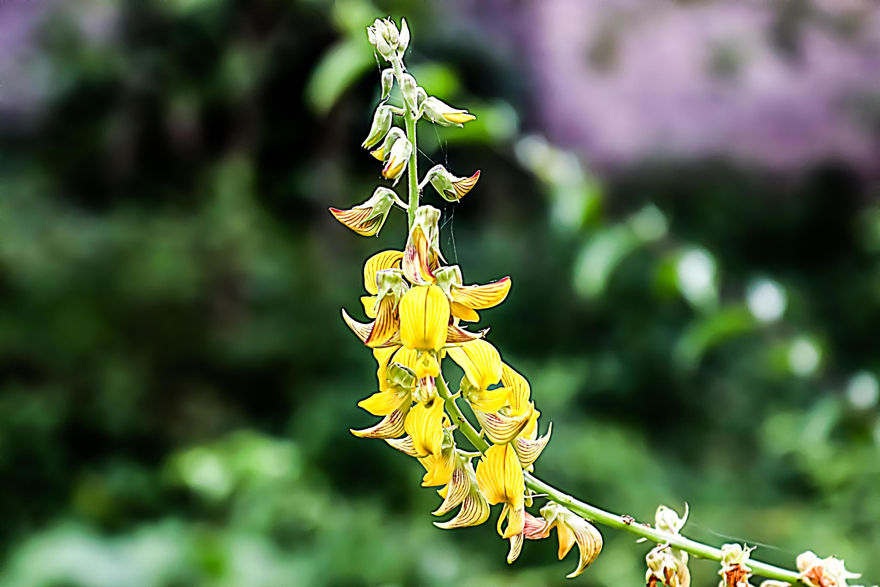 yellow flower with blur background texture Stock Free