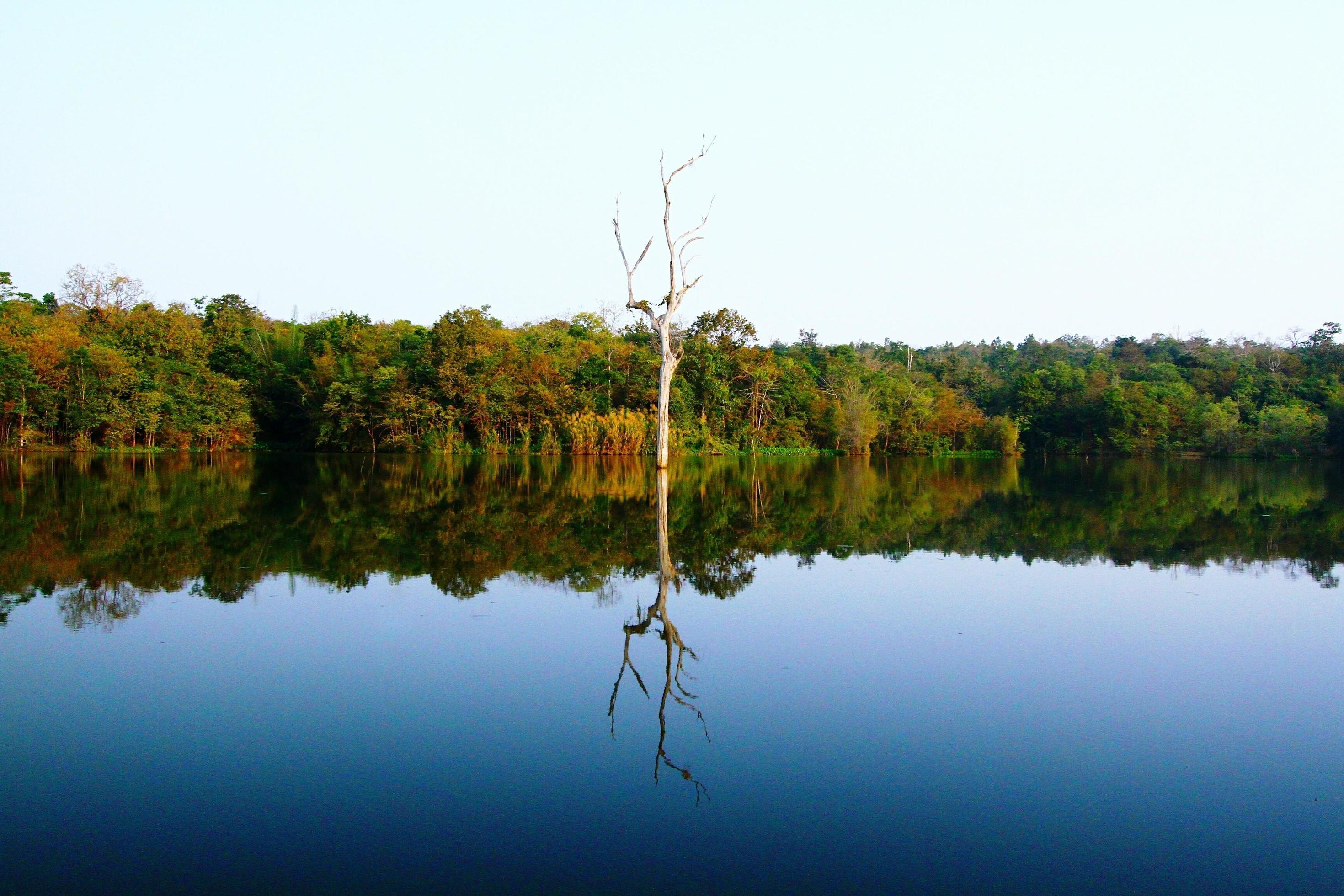 Lonely tree in river with reflection and forest and jungle background. Natural wallpaper and freshness Stock Free