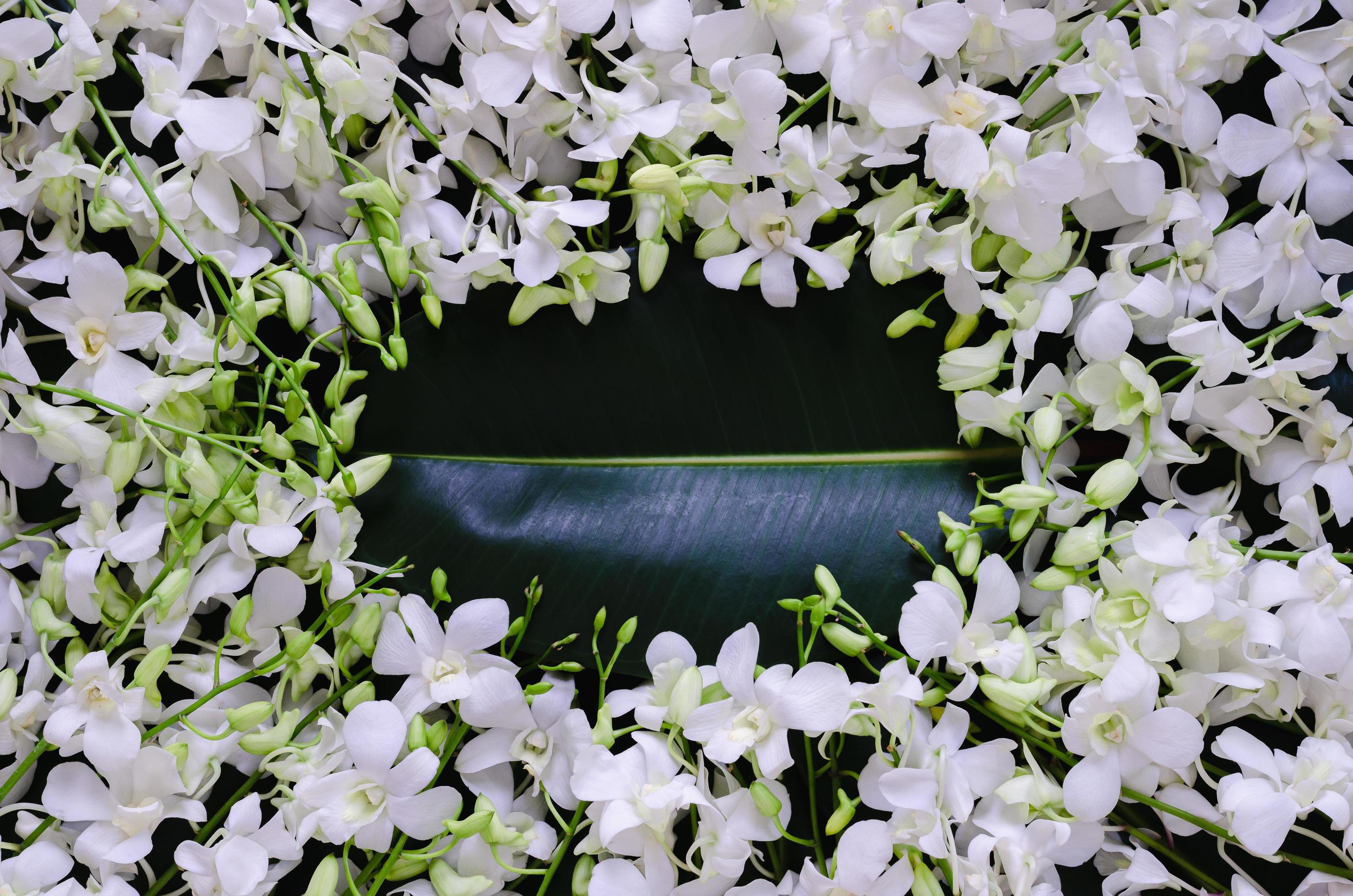 White orchid flowers put on rubber tree leaves for spring blossom photo concept. Stock Free