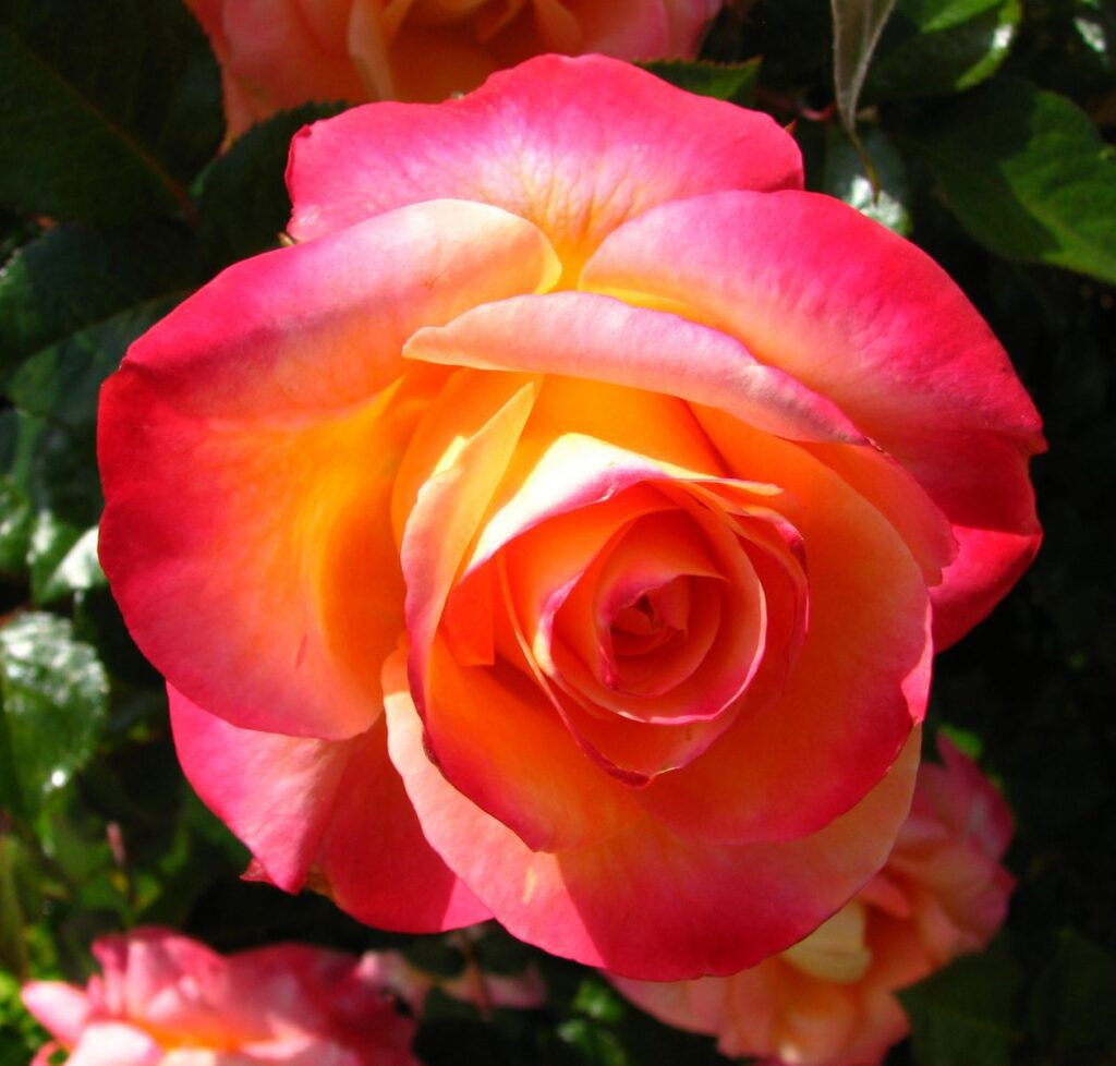 Pink-orange-yellow rose Stock Free