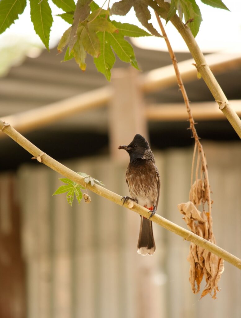 Bulbul Bird Stock Free