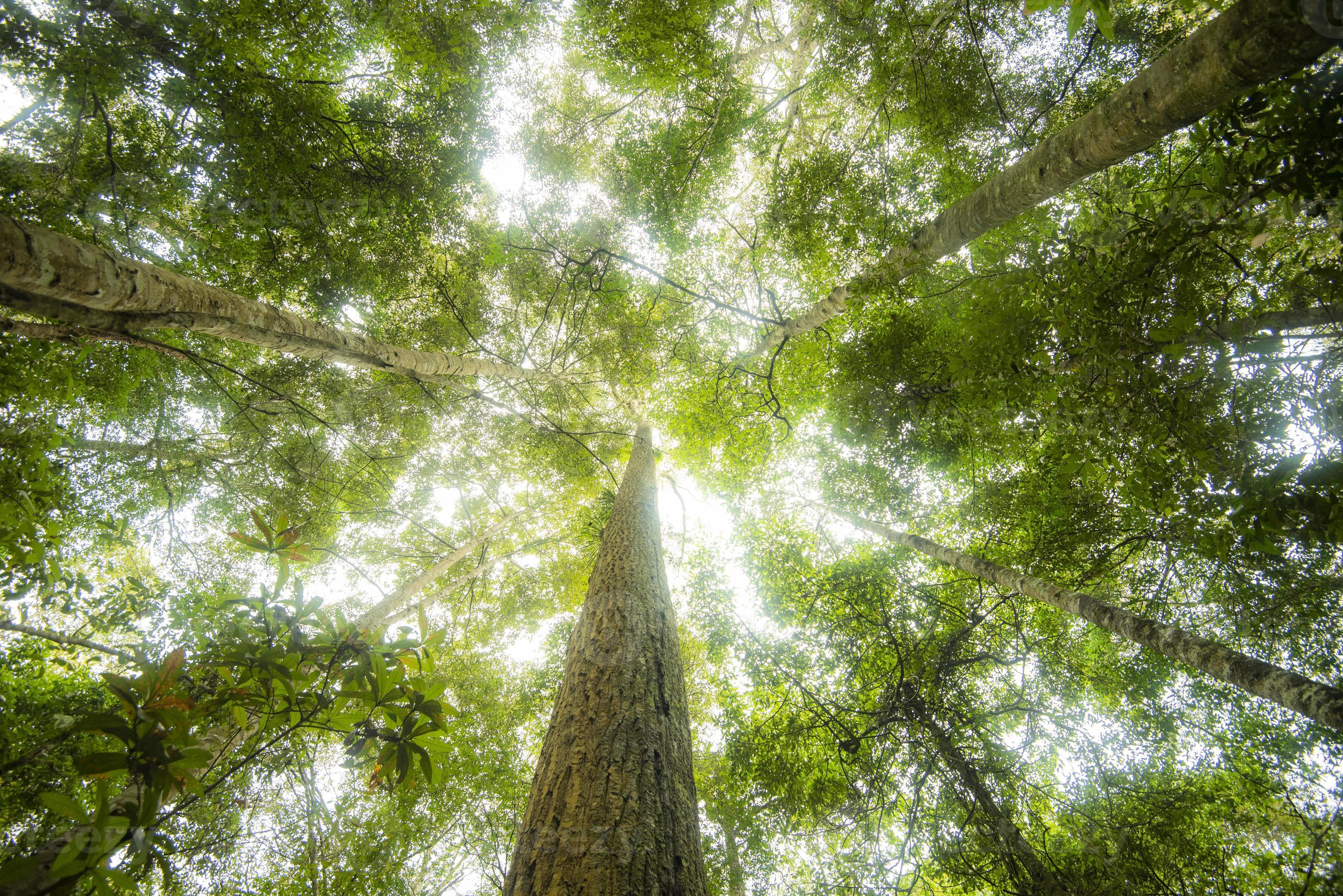 Green jungle tree with green leaves and sun light and plant detail nature in the forest look under tree – beautiful bottom view to the tree top Stock Free