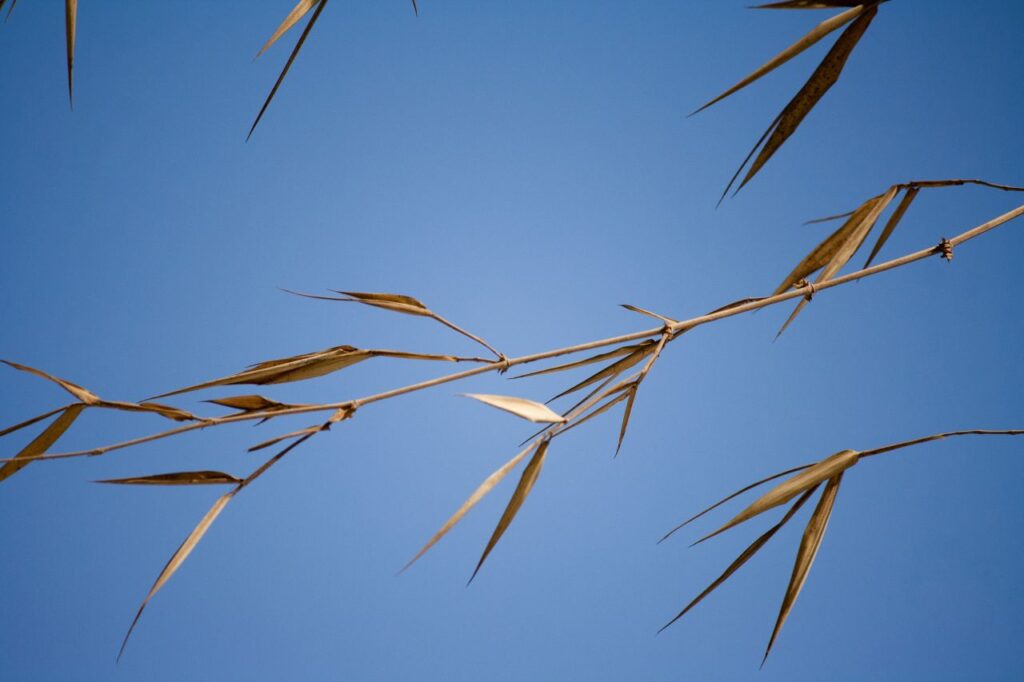 Stalks Grass Sky Stock Free