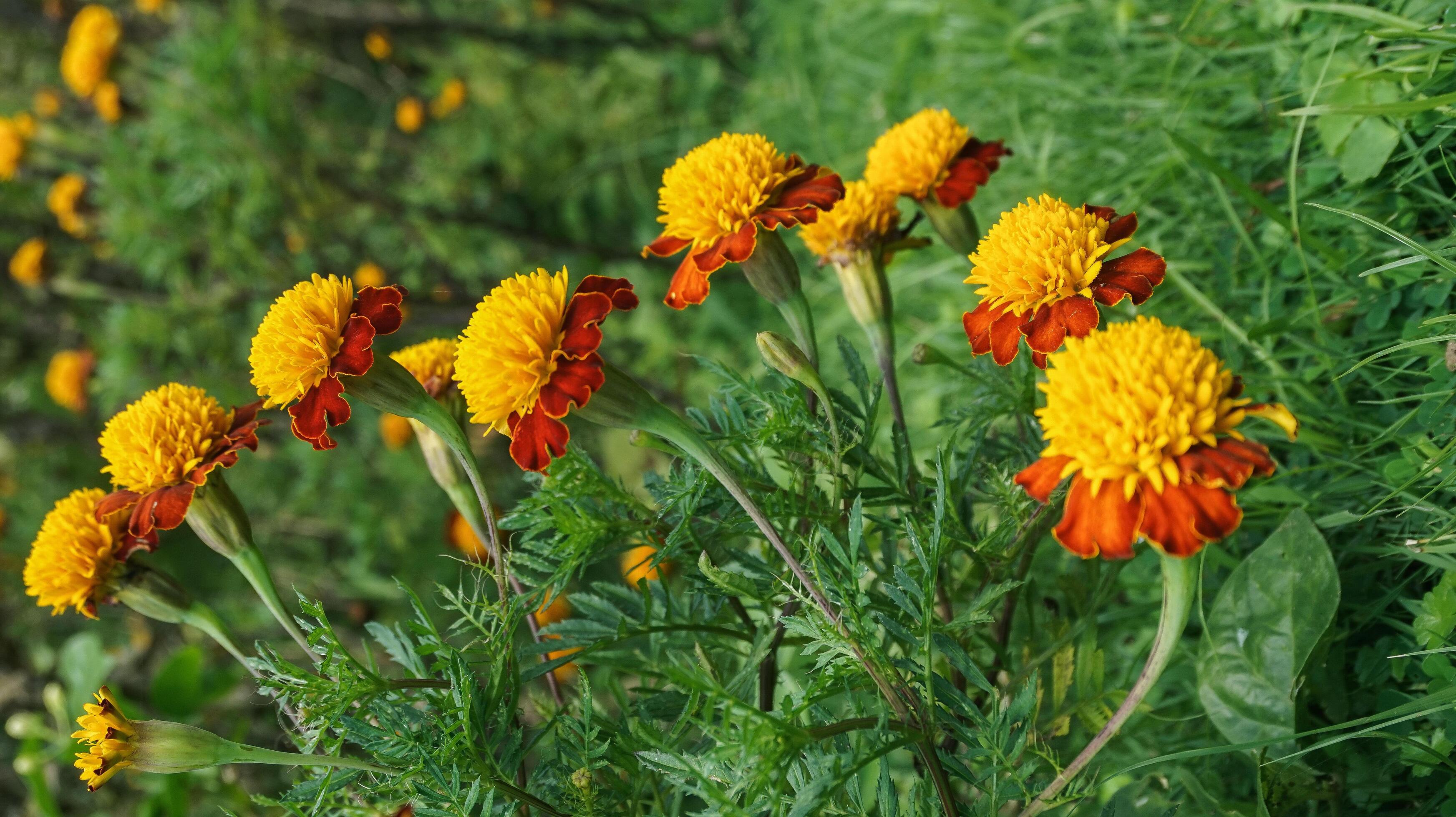 beautiful marigold flowers with nature background Stock Free