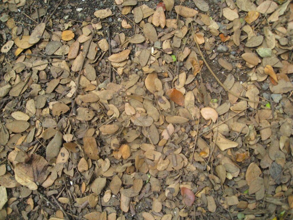 Dead Leaves Trash Ground Stock Free