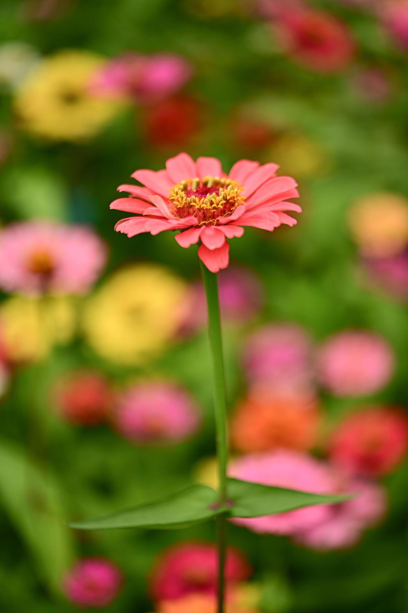 Zinnia flowers,colorful flowers, tropical flowers, Thai flowers, close up shot. Stock Free