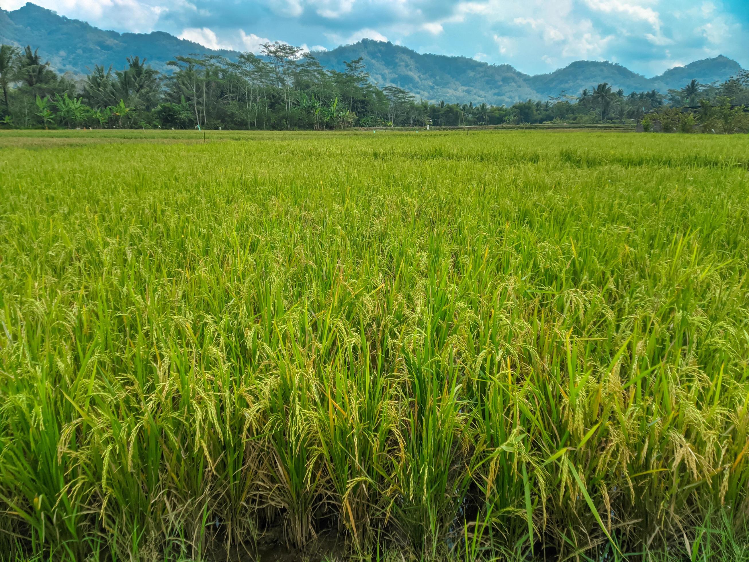 Green rice fields and mountain natural scenery. Stock Free