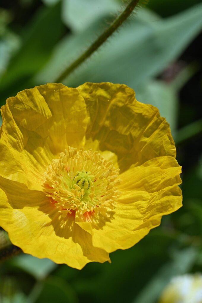 fragile yellow poppy flower on a green background Stock Free