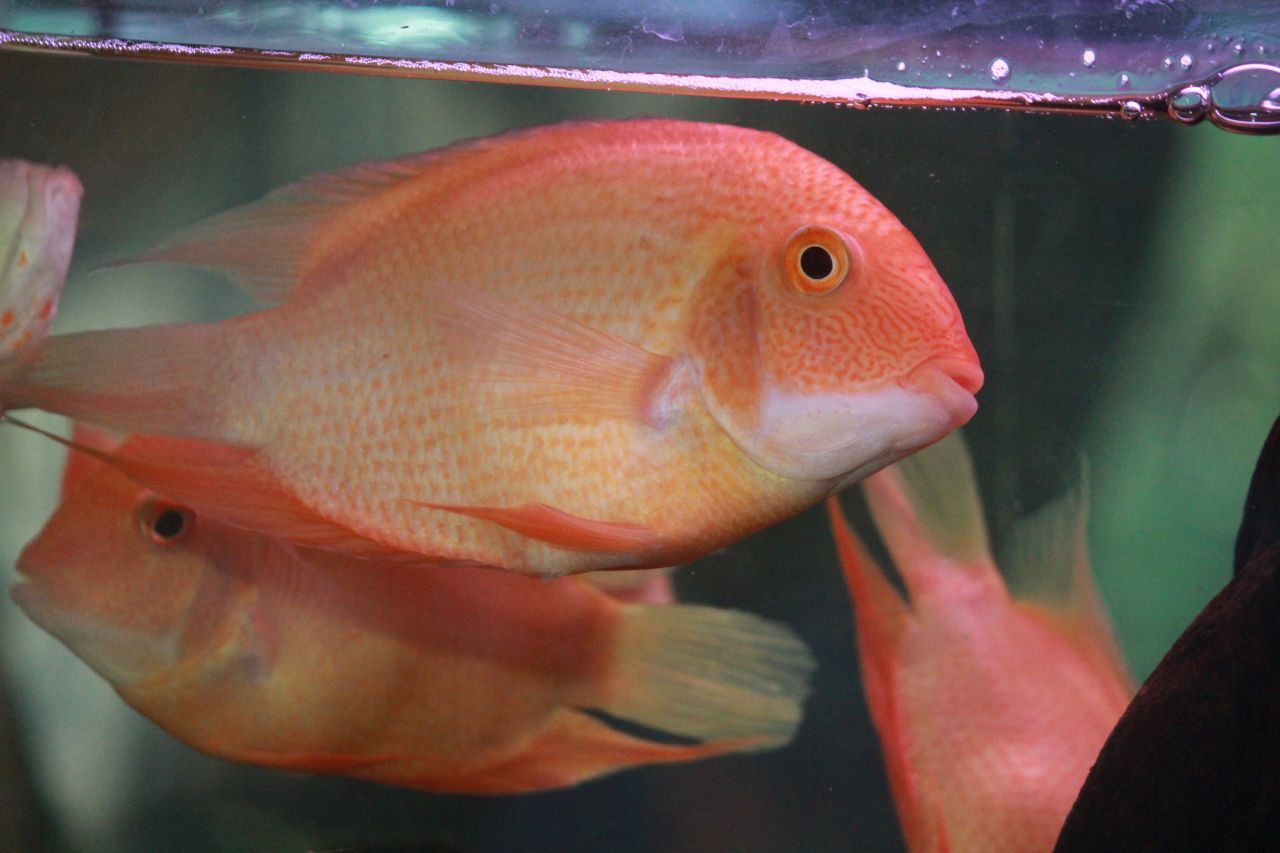 Golden Oscars Couple Fish Stock Free