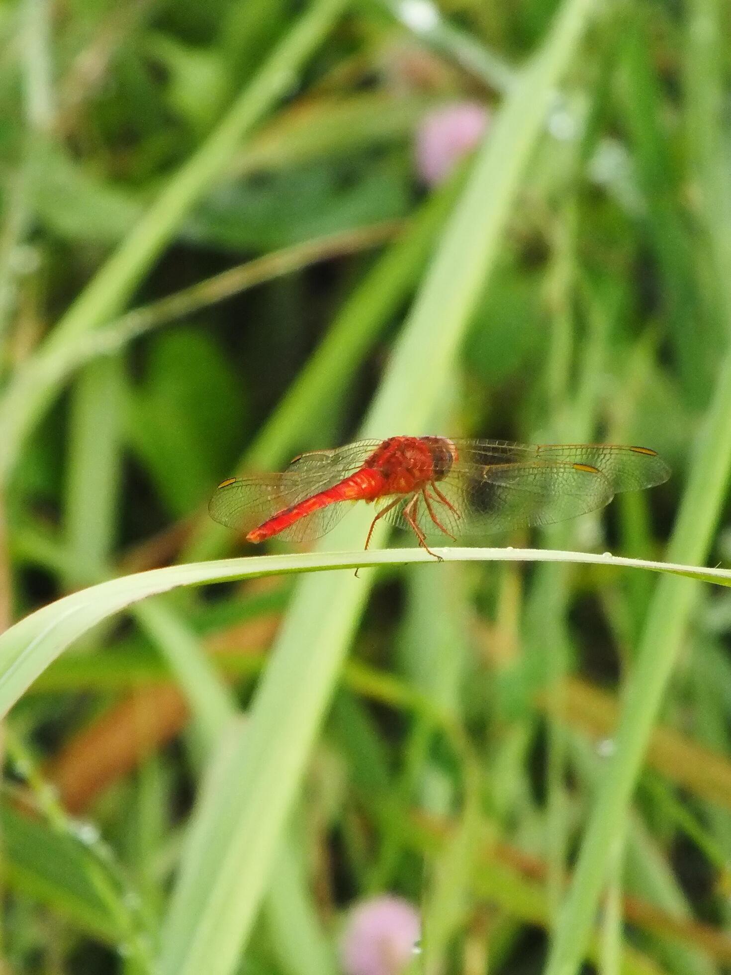 Close up Red Dragonfly on the branch, Grass background. Usually they hunt for small insect such as mosquito as their prey Stock Free