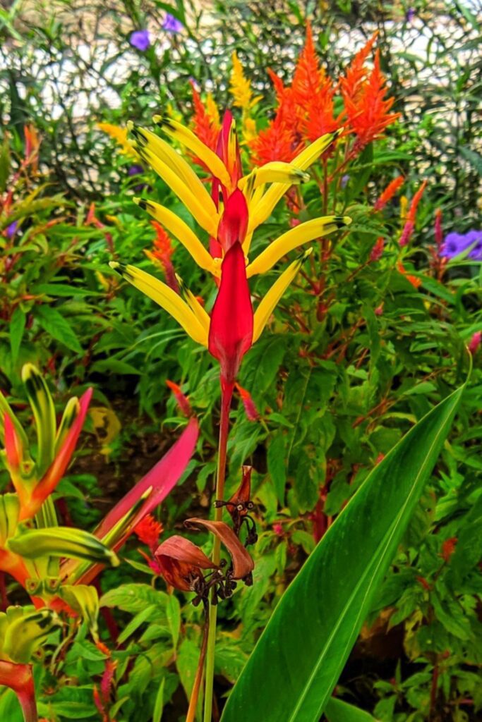 Yellow flower of Heliconia psittacorum or parrot’s beak, parakeet flower, parrot flower, plantain leaf, ornamental plant in garden. Stock Free