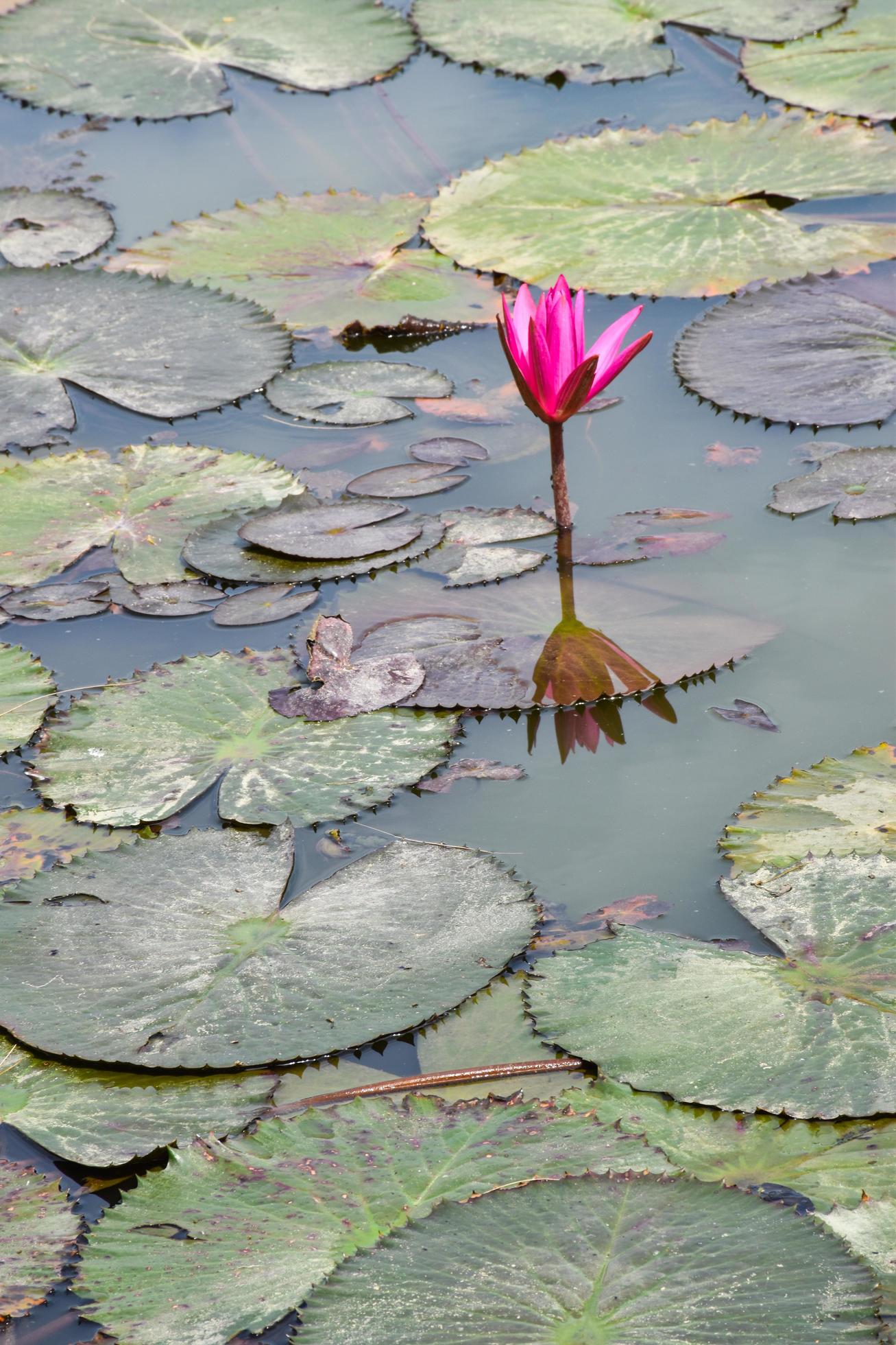 blooming lotus flowers and leaves beauty nature in lake phatthalung Stock Free