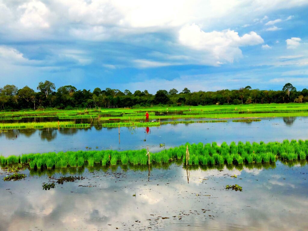 Sky and Fields Landscape Stock Free