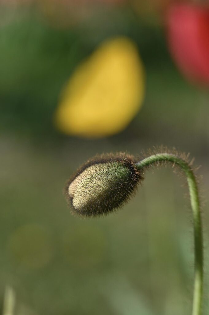 a large poppy bud on a green background Stock Free