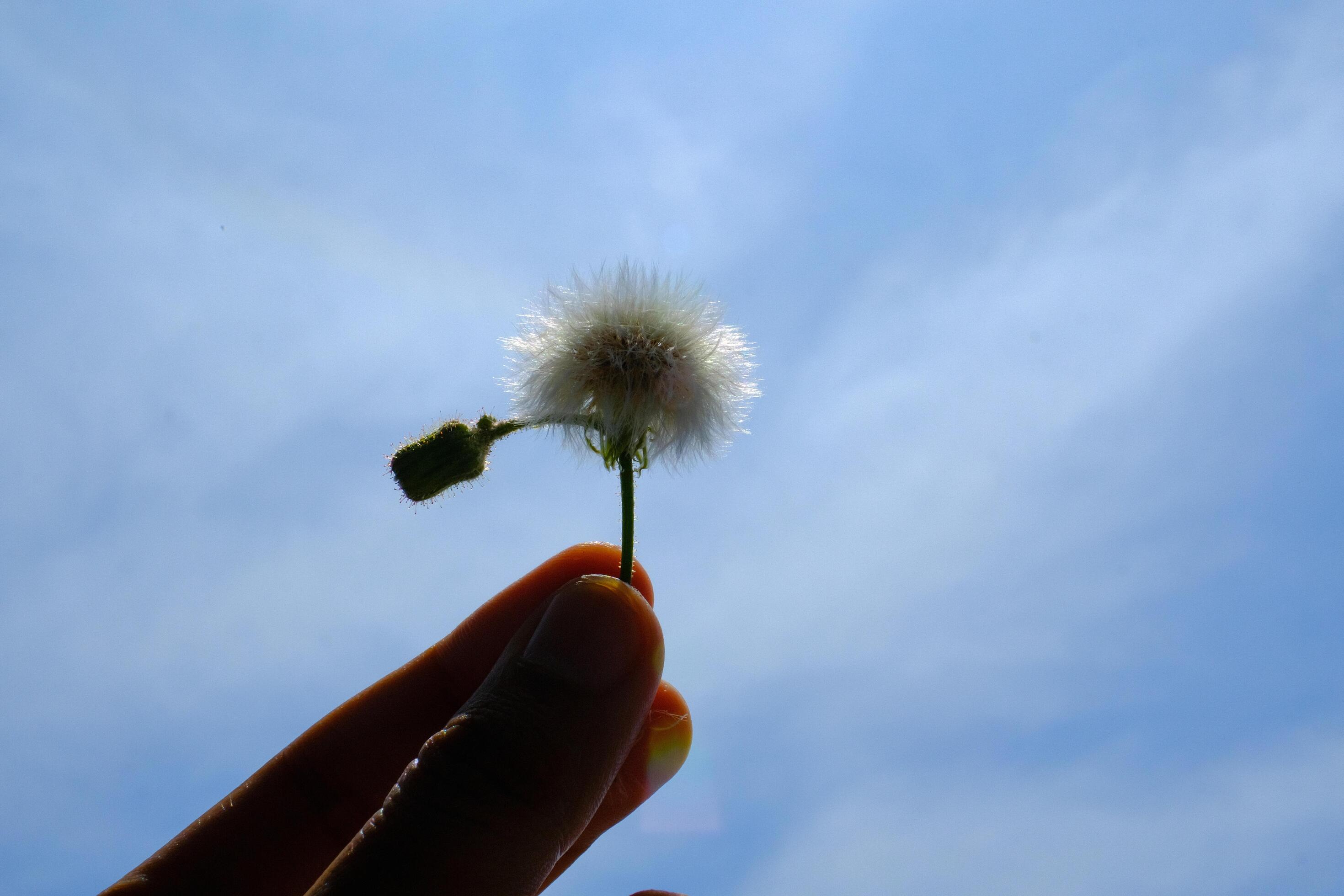 Macro Photography. Plant closeup. Photo of Cutting Dandelions flowers. Close up photo of dandelion flowers with sky background. Bandung – Indonesia, Asia Stock Free