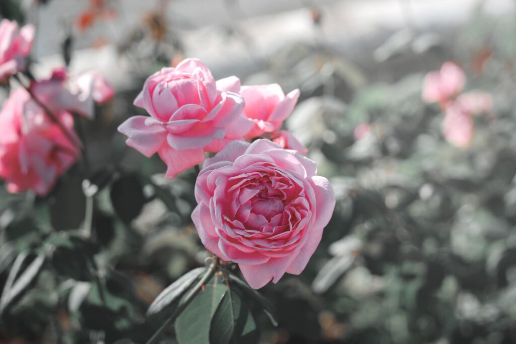 Pink English roses blooming in the summer garden, one of the most fragrant flowers, best smelling, beautiful and romantic flowers Stock Free