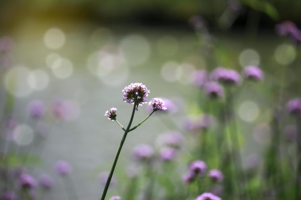 Verbena flower argentinian vervain or purpletop vervain beautiful purple flowers blooming in the meadow Stock Free