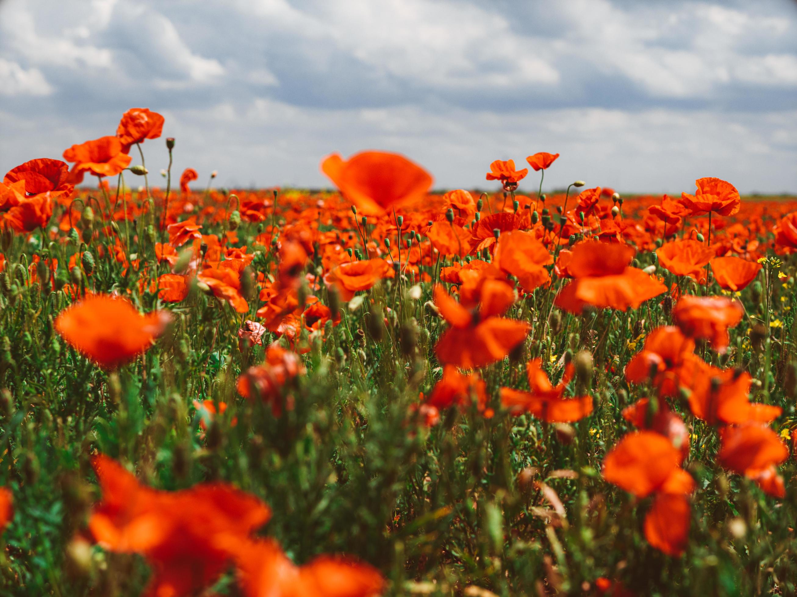 Field of red poppies. Flowers Red poppies blossom on wild Stock Free