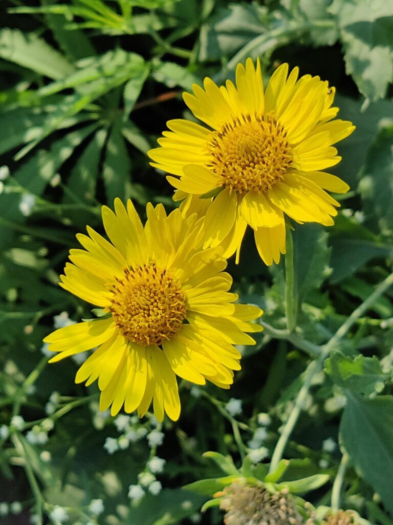 Yellow flowers in garden Stock Free