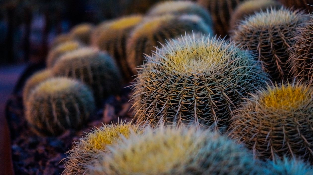 
									Barrel cactus Stock Free