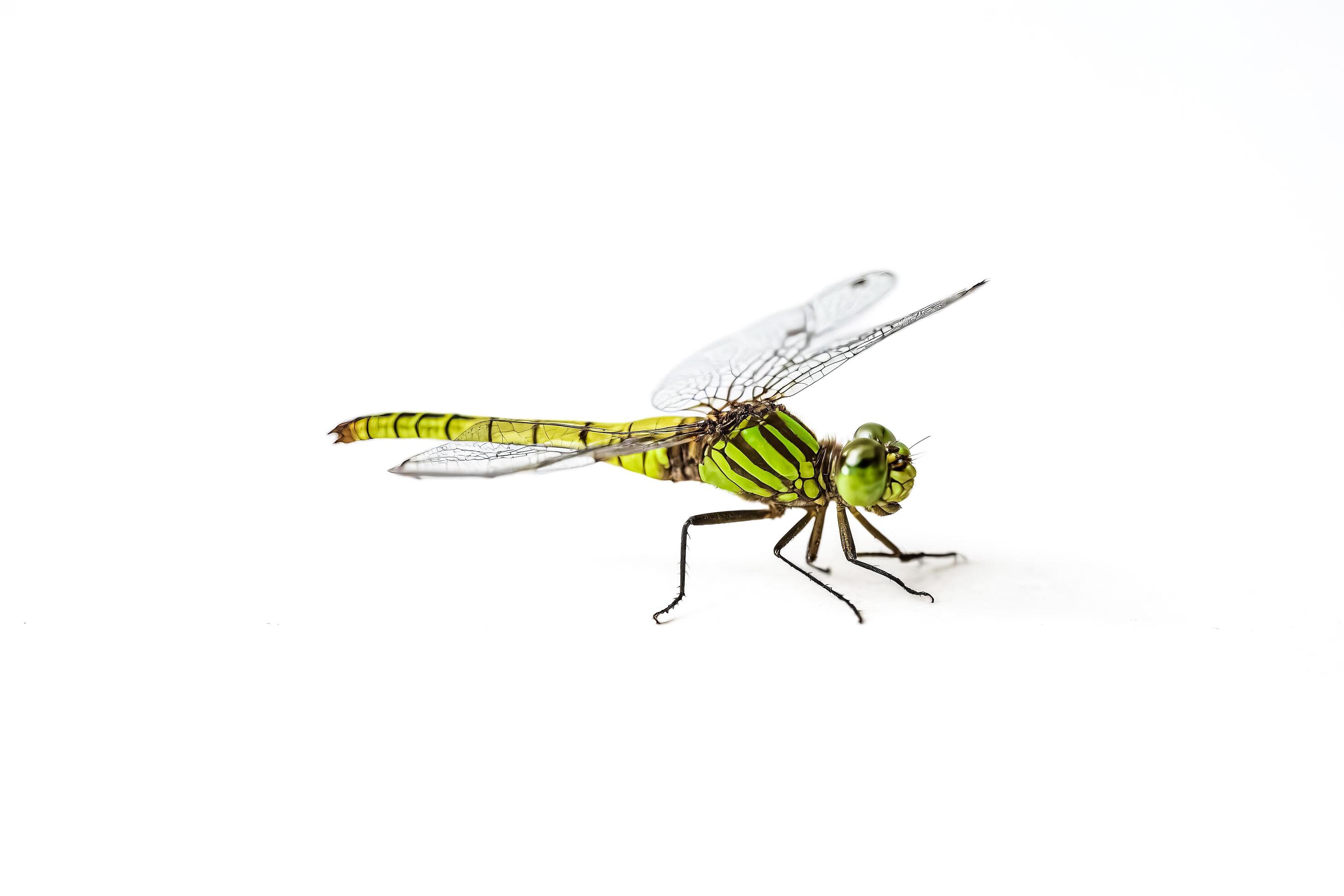 Green Dragonfly on White Background Stock Free