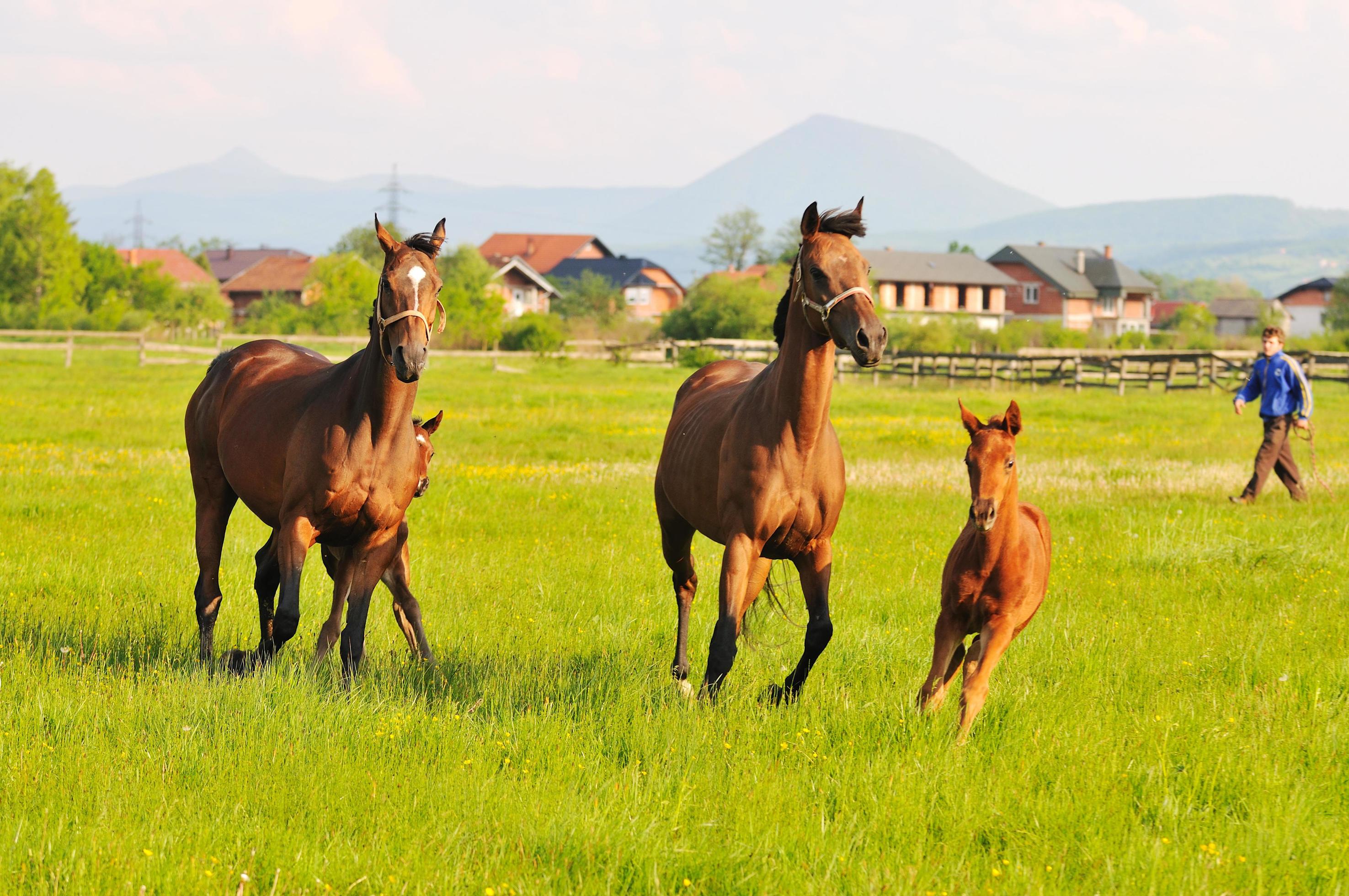 horse nature view Stock Free