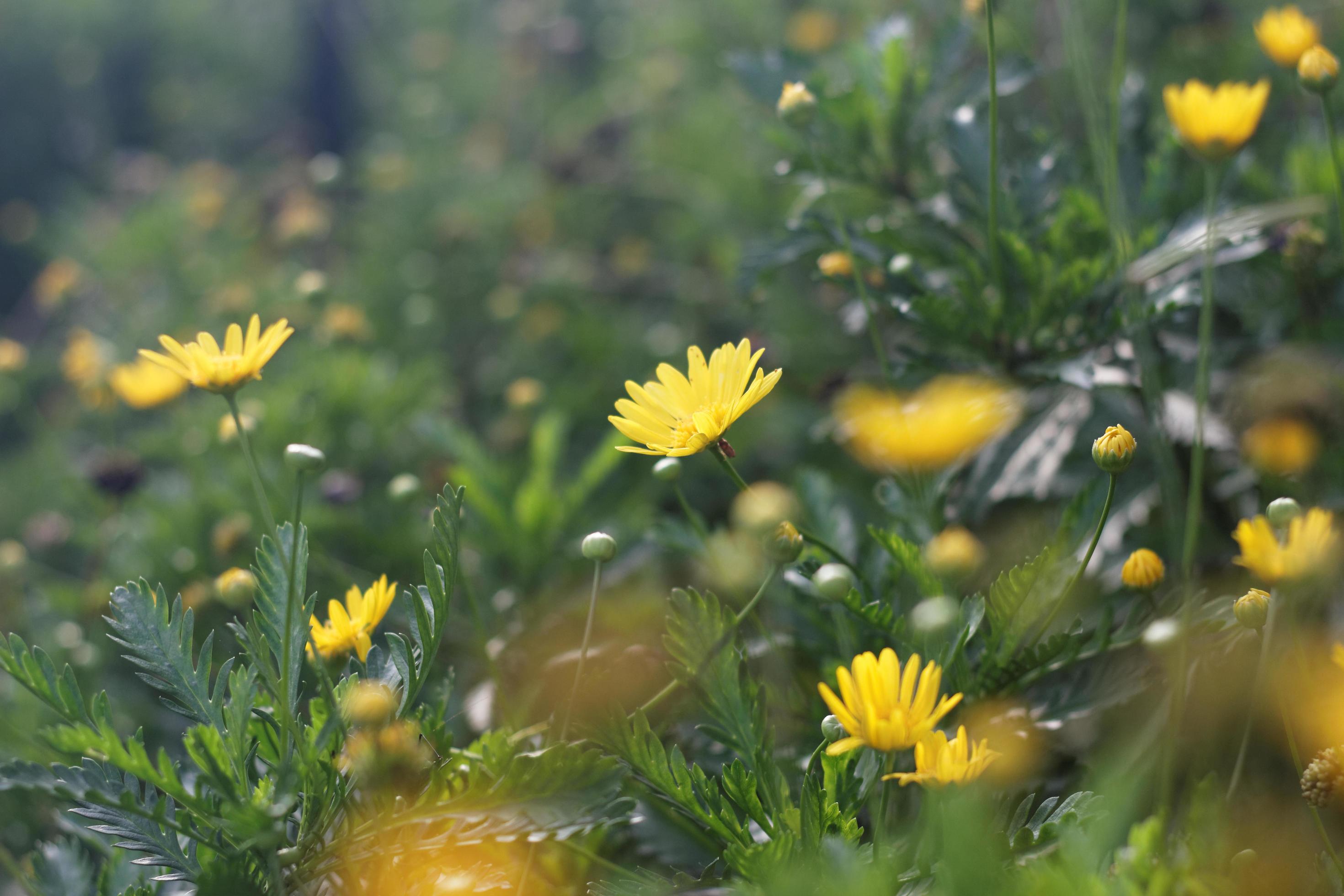 Yellow daisy flowers in a garden Stock Free