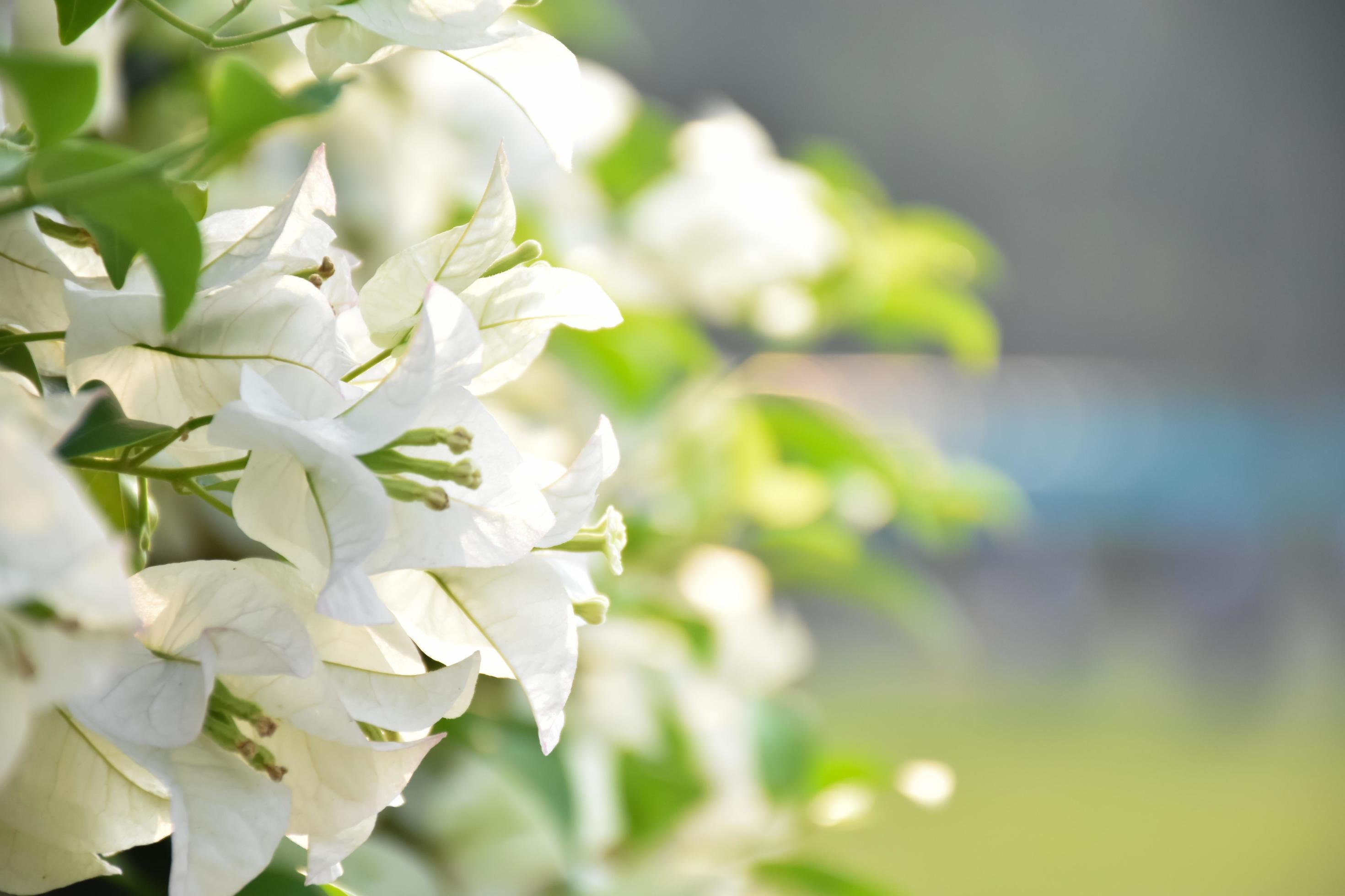 Bougainvillea flower in the morning with blurred background Stock Free