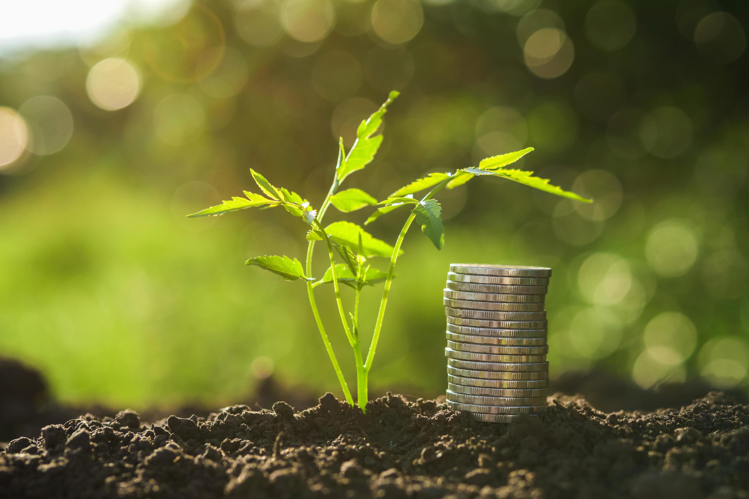 money stack with small tree and sunset in nature Stock Free