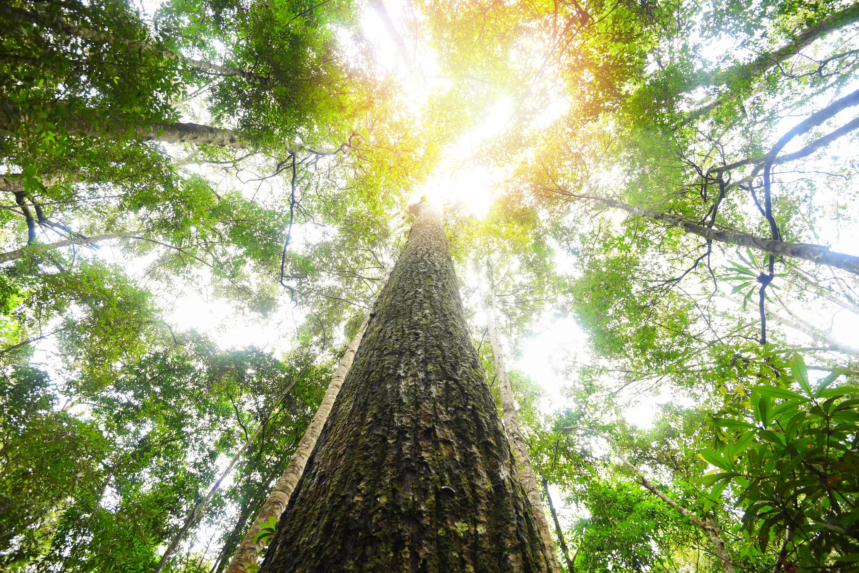 Green jungle tree with green leaves and sun light and plant detail nature in the forest look under tree – beautiful bottom view to the tree top Stock Free