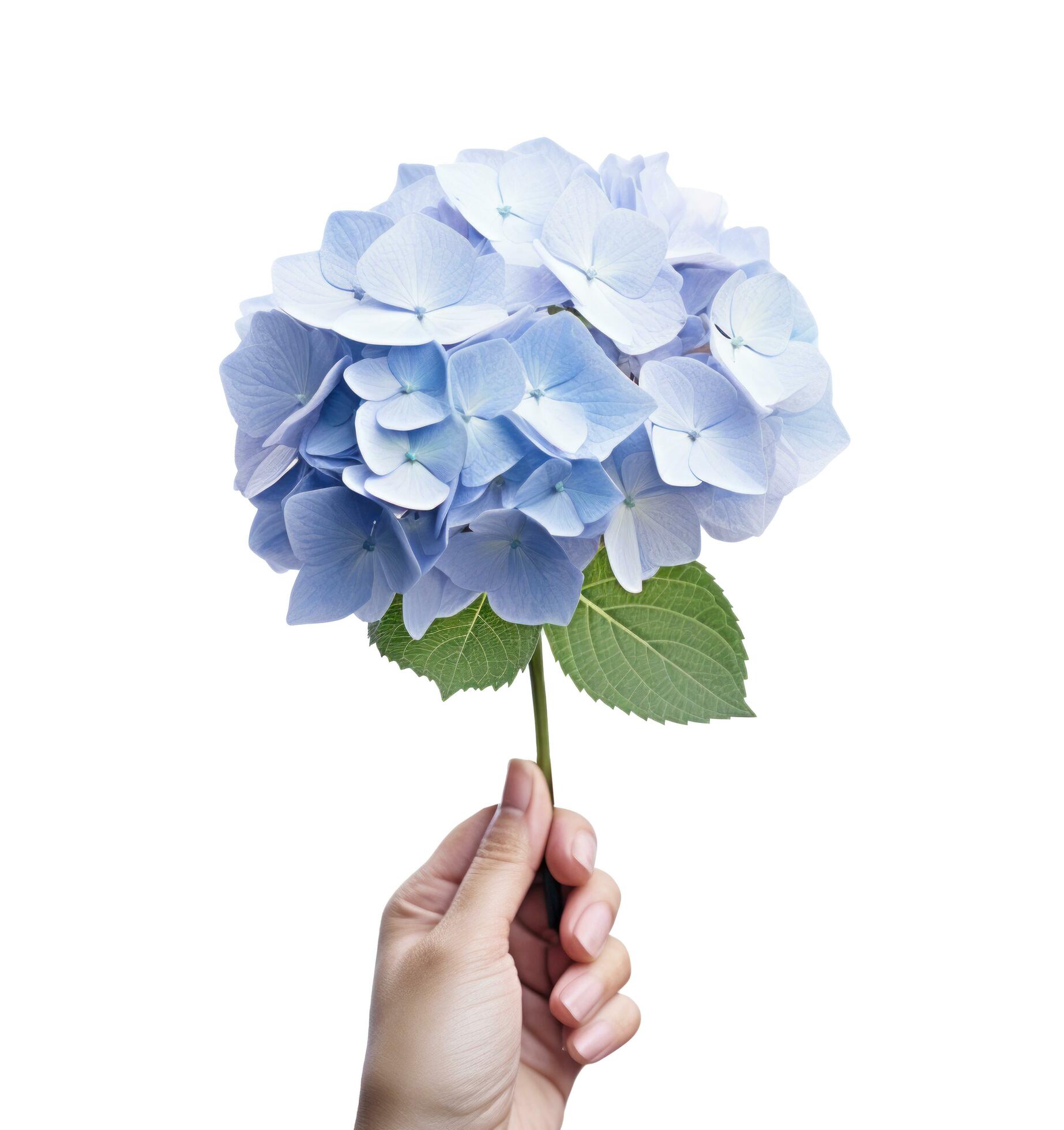 Hand holding a blue hydrangea flower Stock Free