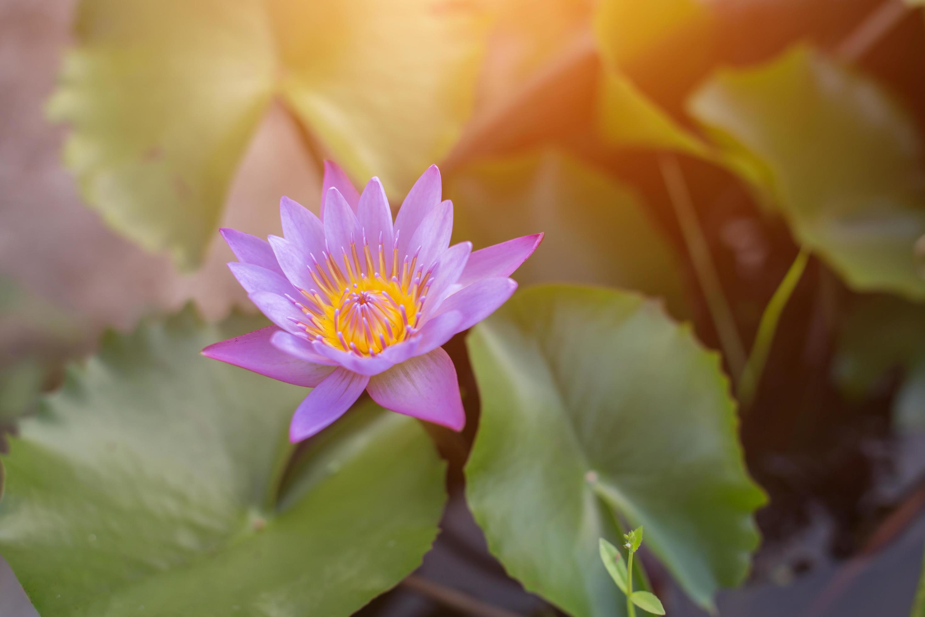 Lotus flower and Lotus flower plants Stock Free