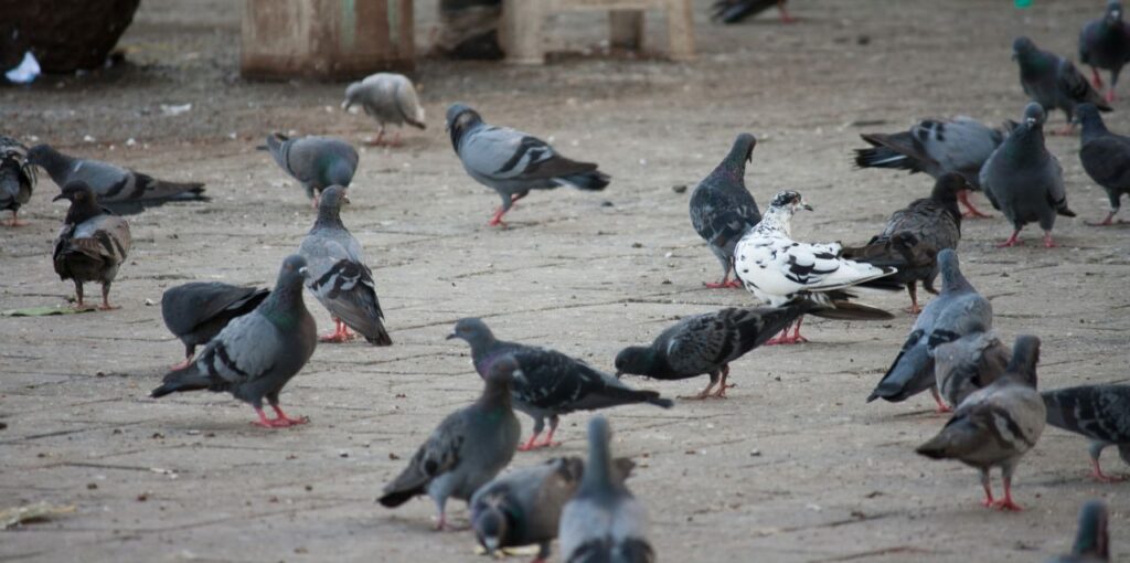 Pigeons Eating Grains Stock Free