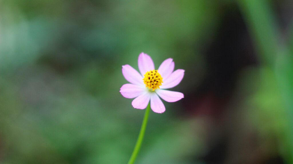 Pink zinnia peruviana flower with yellow red threads and perfect petals stock photo Stock Free