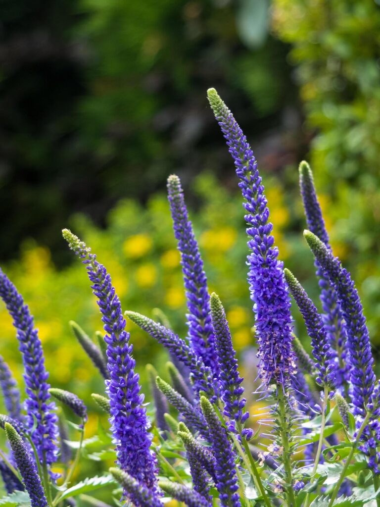 Flowering spikes of Veronica Spicata Ulster Dwarf Blue flower Stock Free