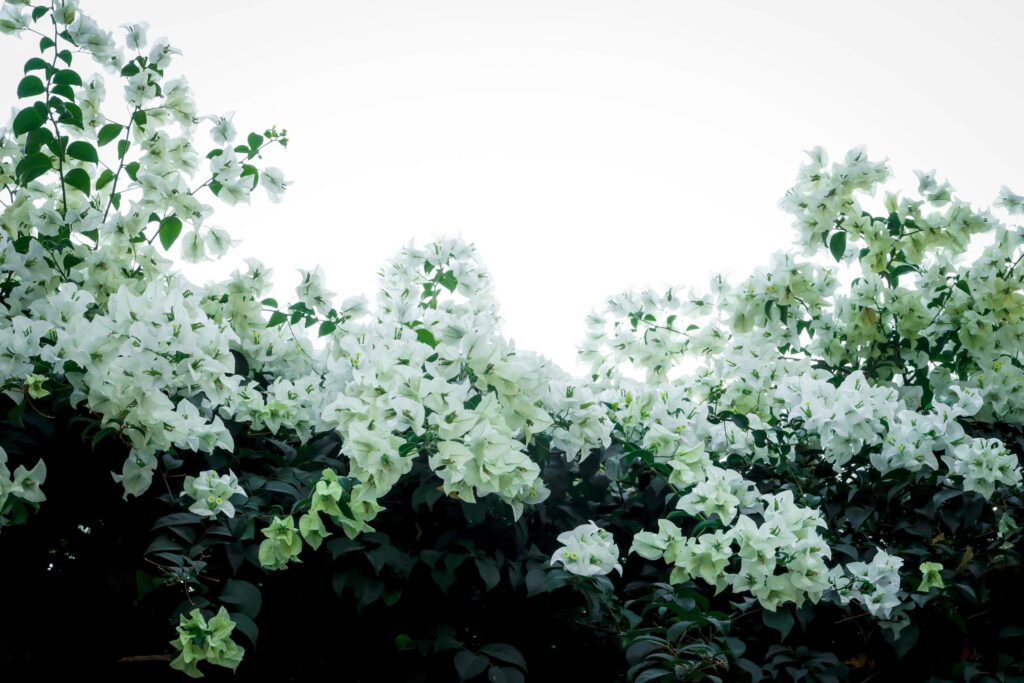 Beautiful white bougainvillea, tropical paper flower blooming in summer garden Stock Free