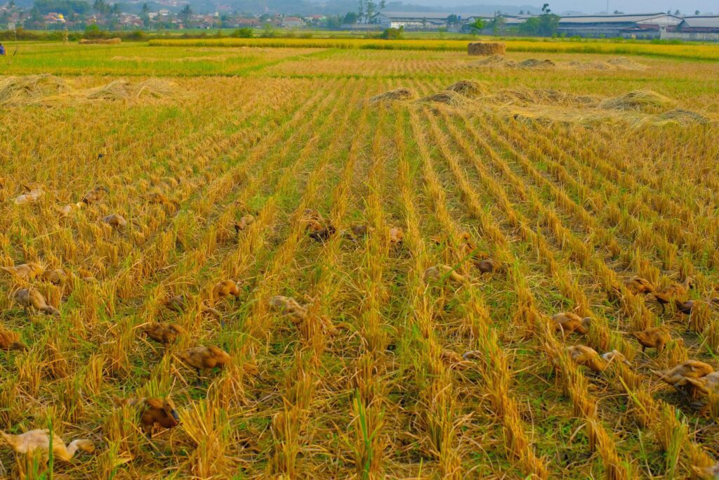 Landscape Photography. Beautiful Scenery. Background view of barren rice fields after the rice harvest. Dry and barren rice fields. Bandung – Indonesia. Stock Free