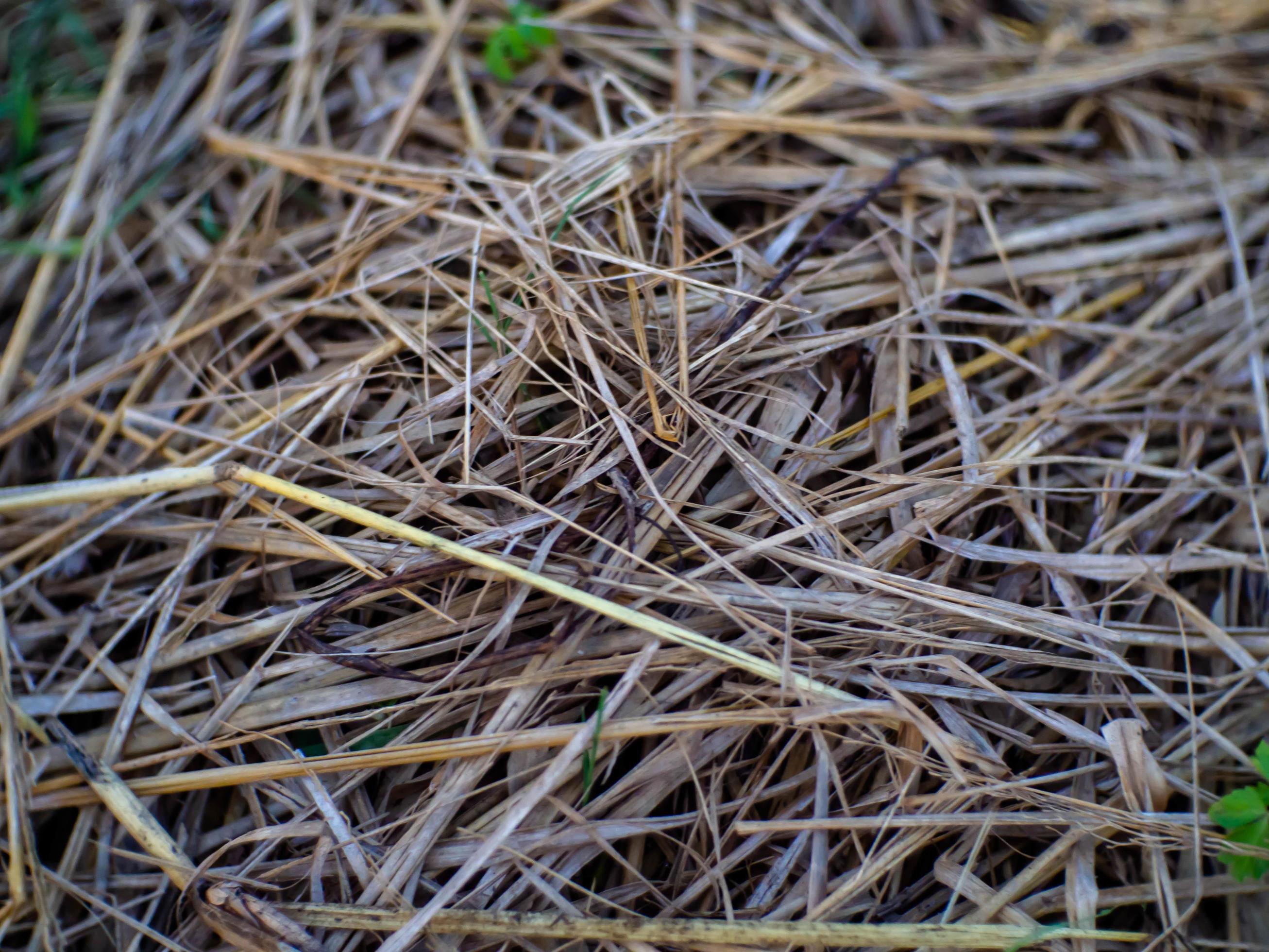 straws and nature Stock Free