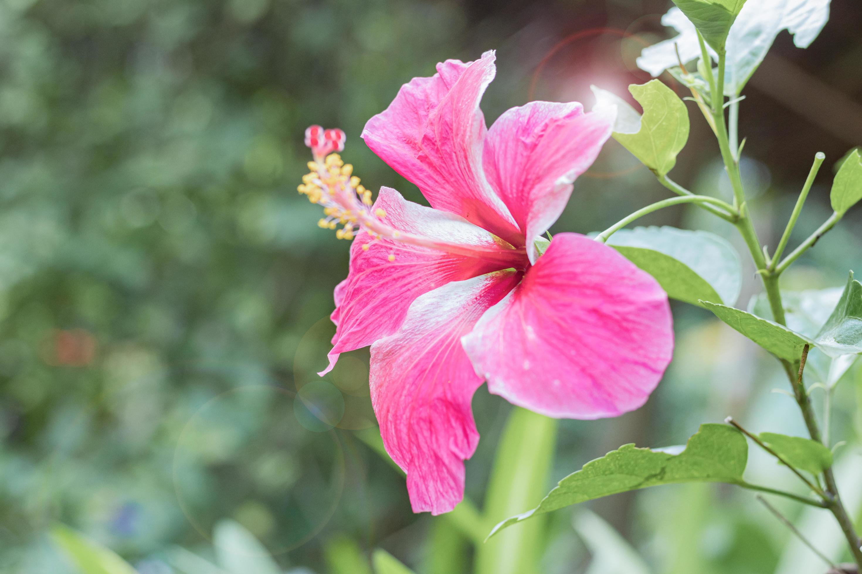 Pink hibiscus flower in garden, Close Up blurred background. Stock Free