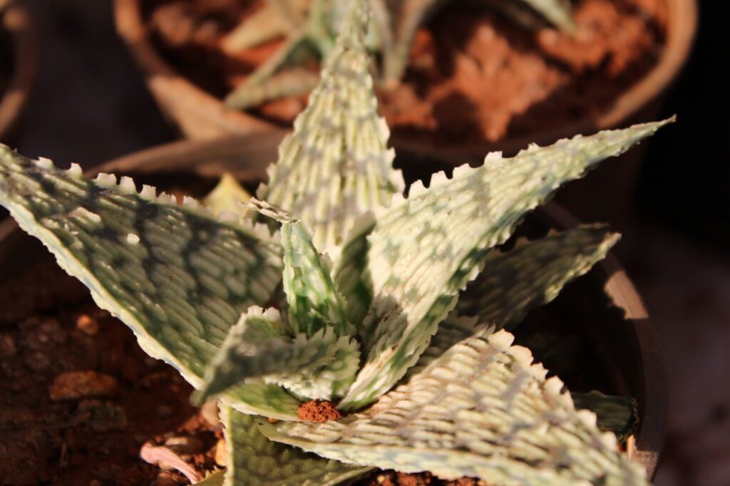 Potted Cacti Plant Stock Free