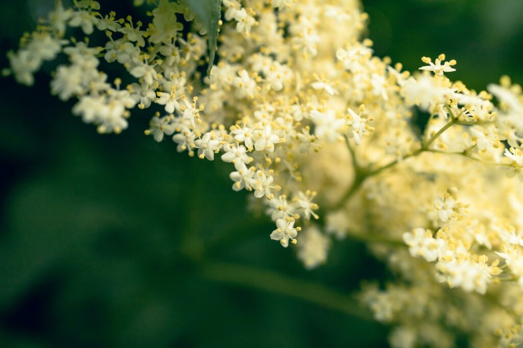 close up of white flowers in the sun Stock Free