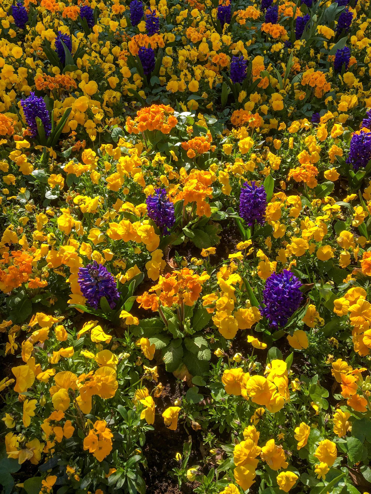 Colourful Bed of Flowers in East Grinstead Stock Free